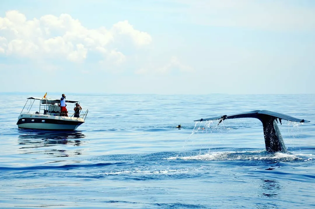Dolphins and Whale watching in Mirissa