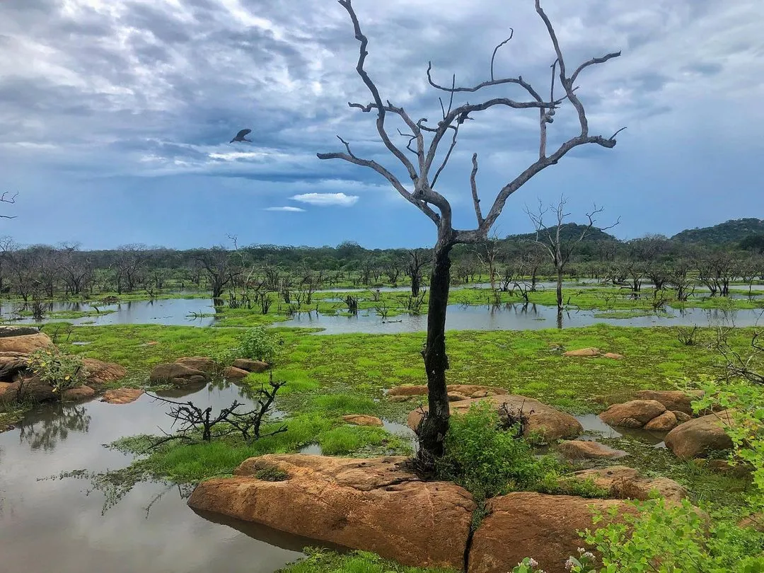 Yala National Park in Sri Lanka