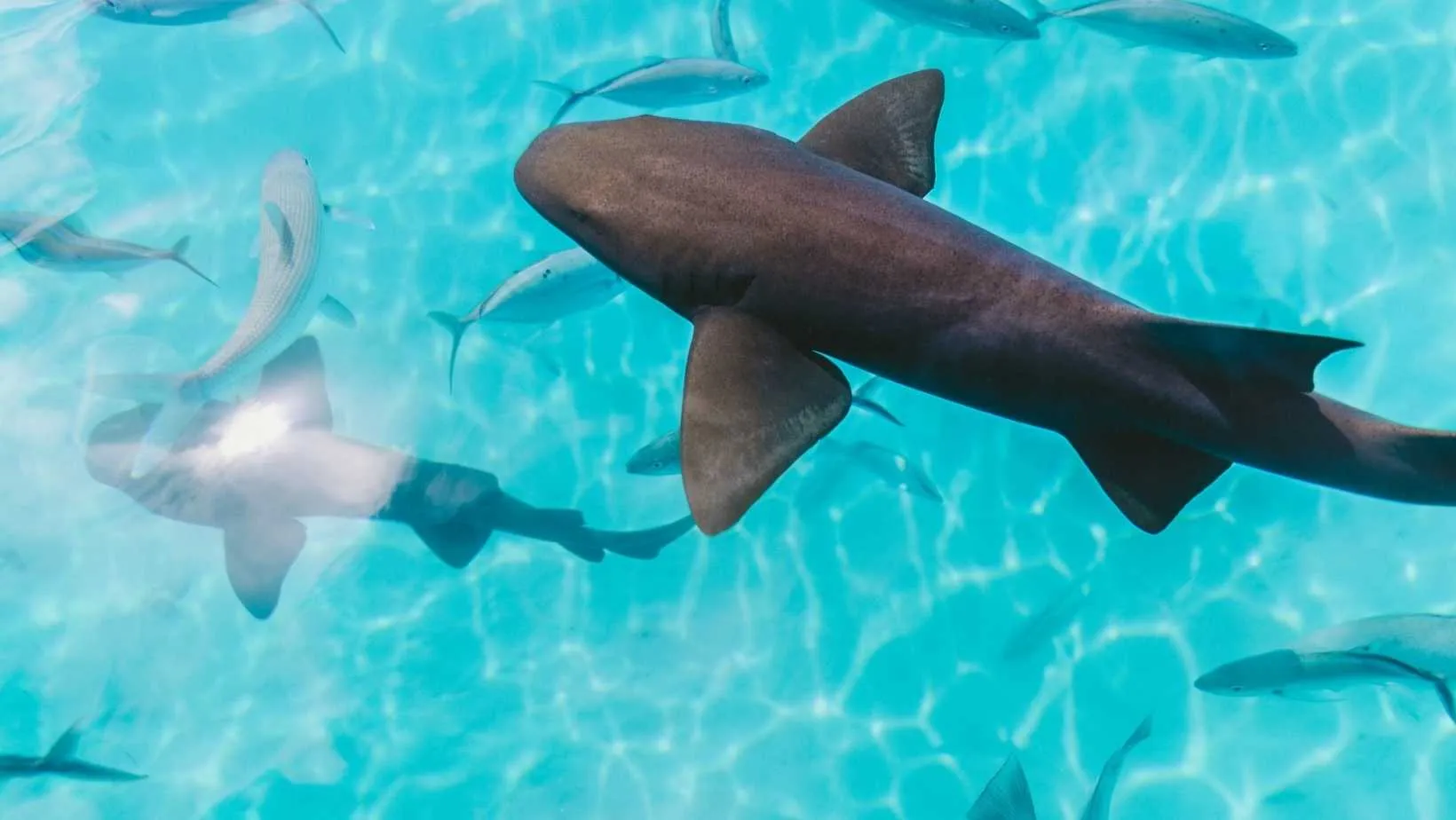 Sharks and Fish, Sharks in bahamas