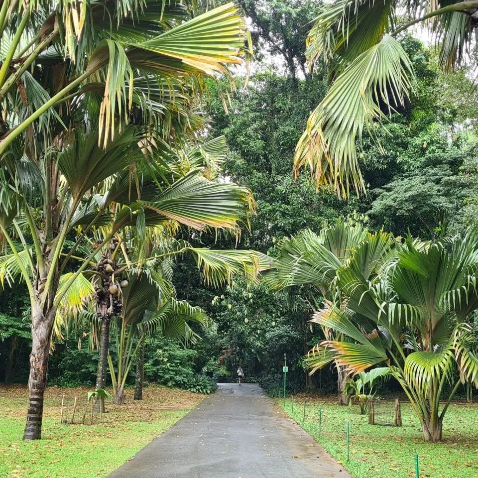 How to get to Peradeniya Botanical Garden