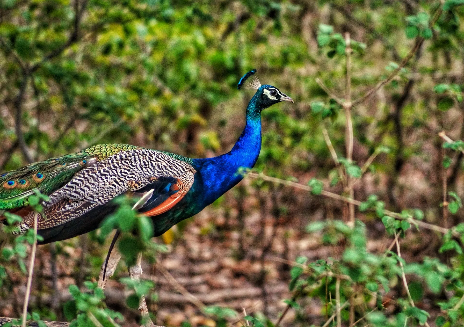 Bird watching in Jim Corbett National Park