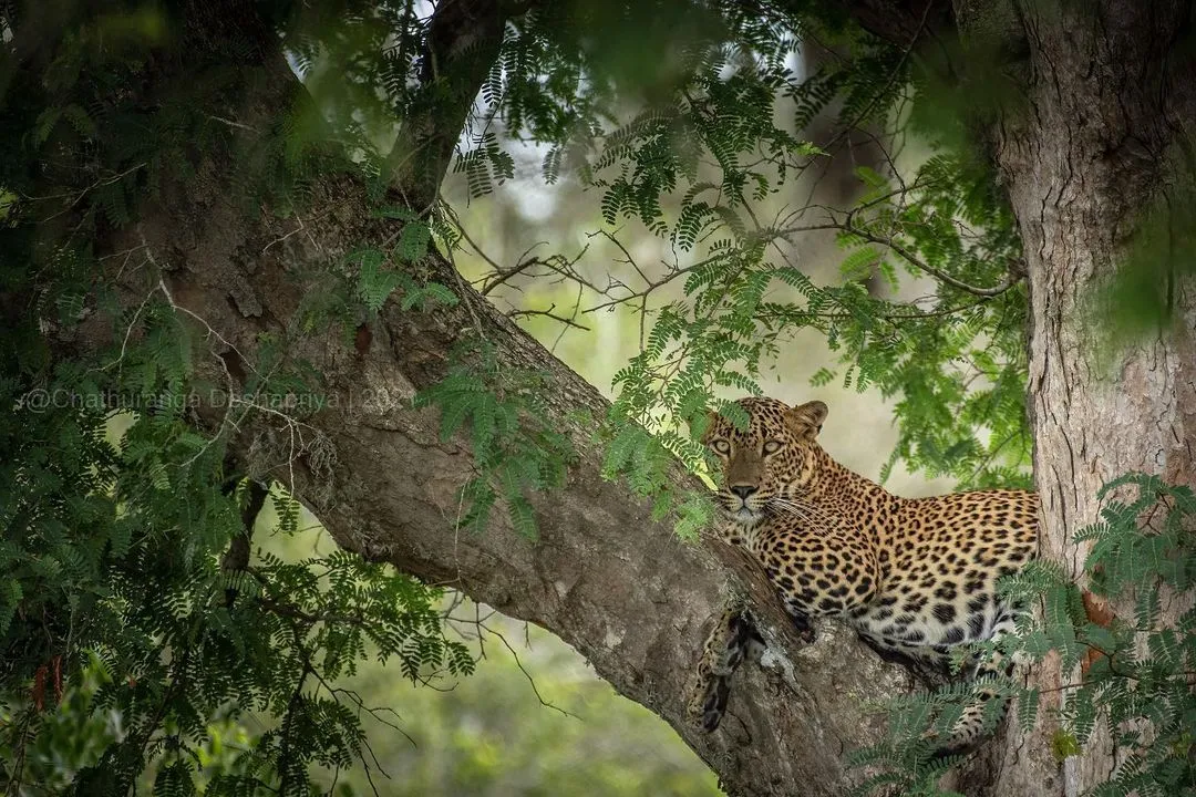 leopard in yala national park in sri lanka