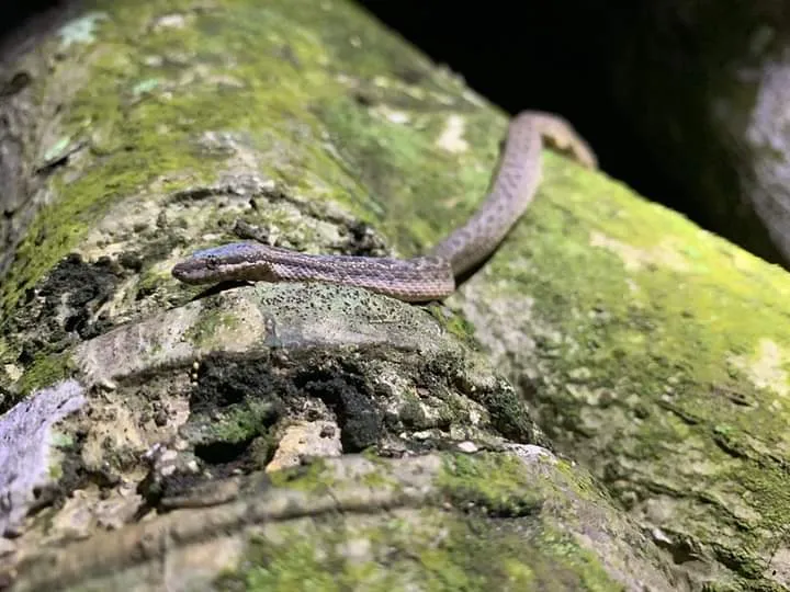 Pygmy Boas (Bahama Wood Snake)