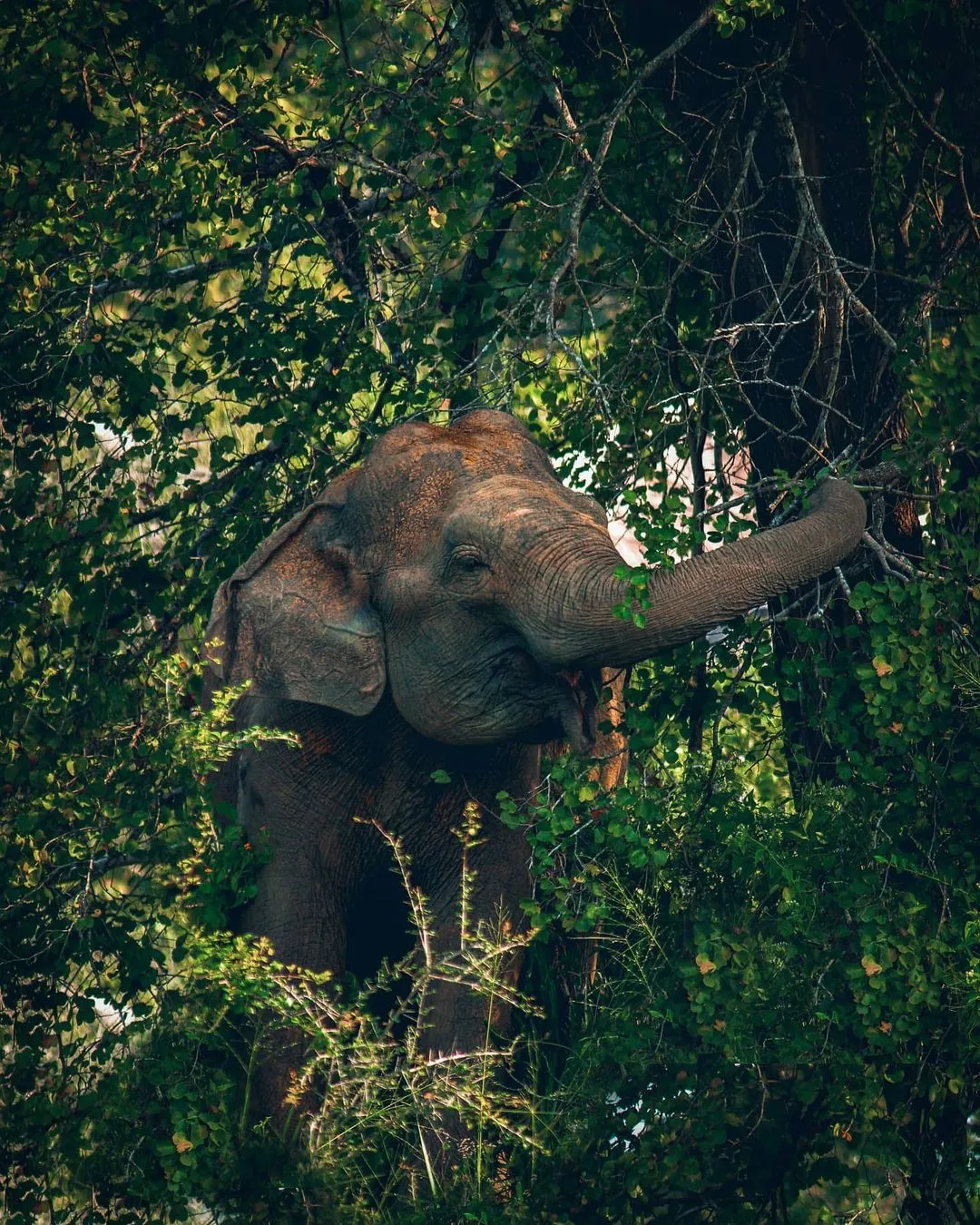 Elephant in Maduru Oya National Park